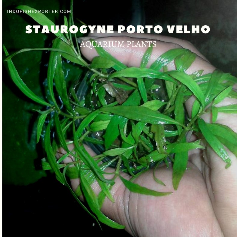 Staurogyne Porto Velho plants