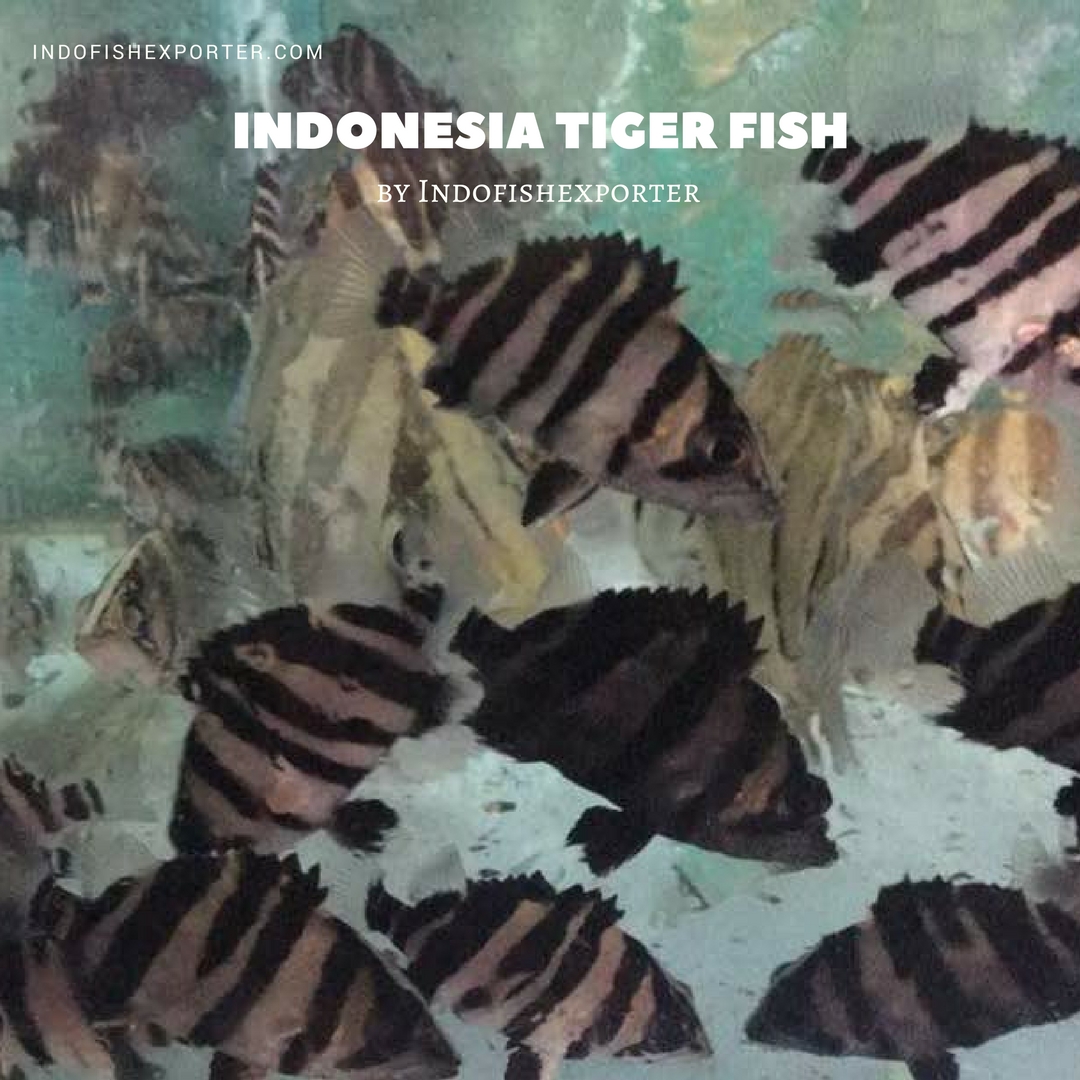 tropical fish indonesia, tiger fish, datnioides, aquarium fish indonesia, ornamental fish indonesia