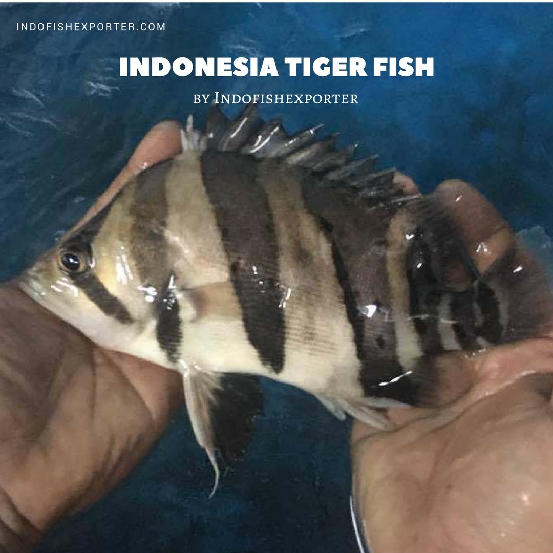 tropical fish indonesia, tiger fish, datnioides, aquarium fish indonesia, ornamental fish indonesia