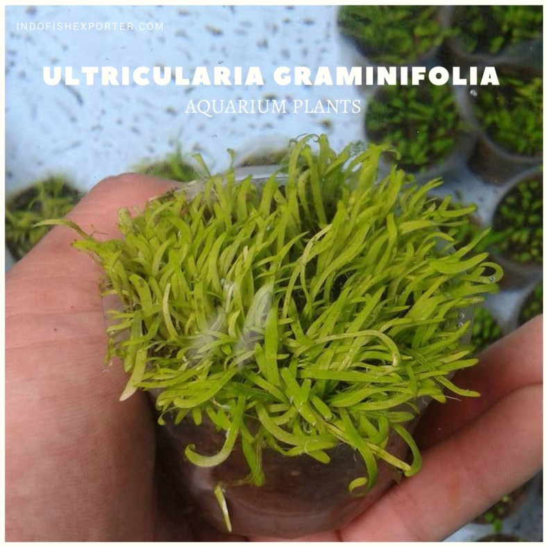 Ultricularia Graminifolia plants