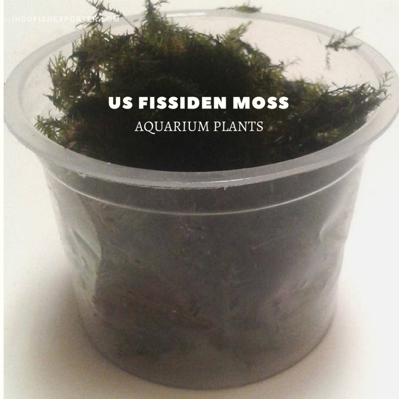 us fissiden moss plants