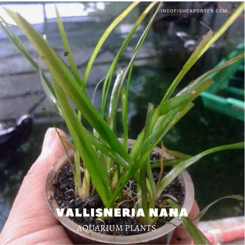 Vallisneria Nana plants