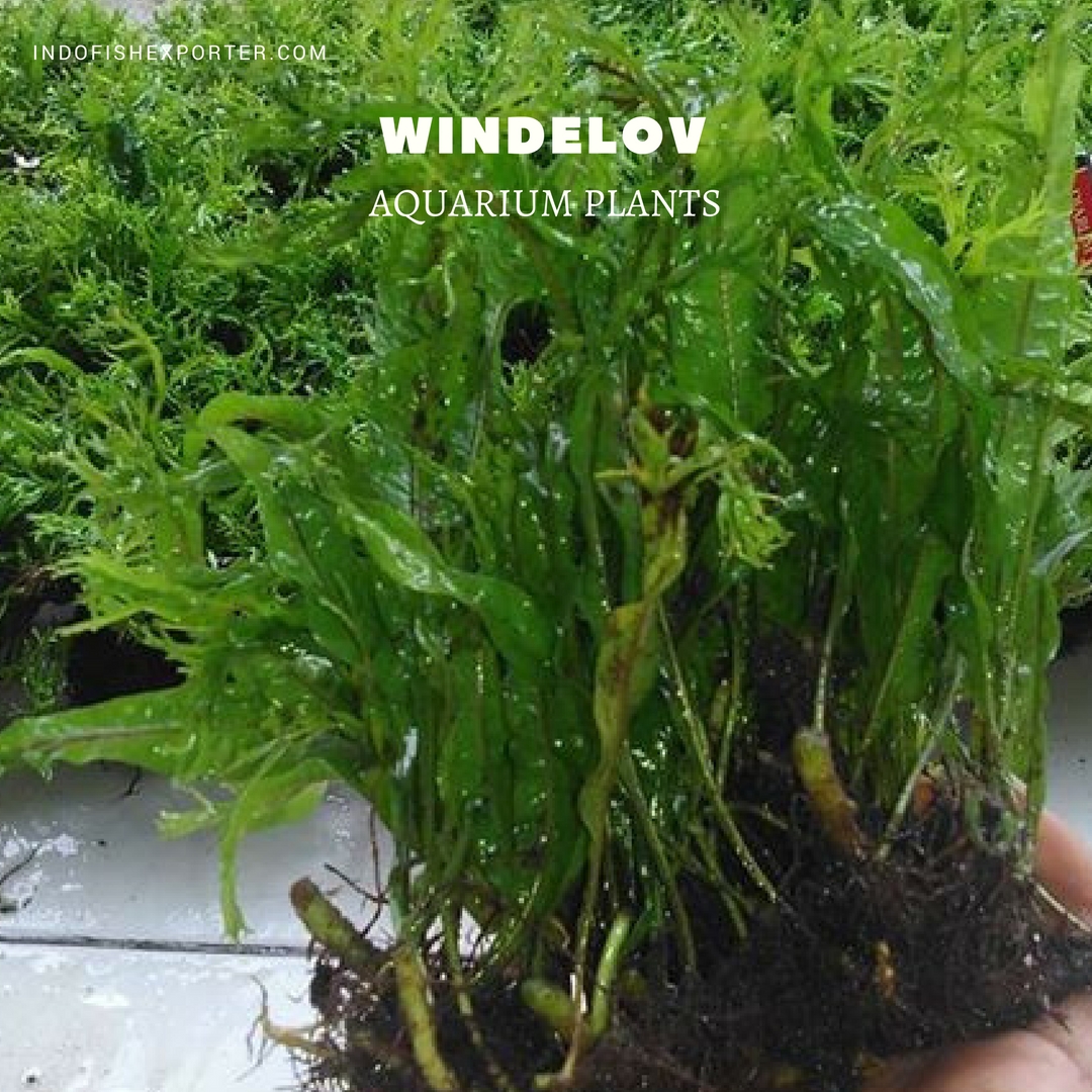 Windelov plants, aquarium plants, live aquarium plants