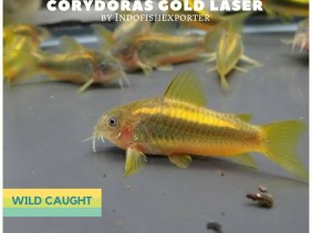 CORYDORAS GOLD
