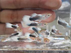 Guppy Juvenile Tuxedo White