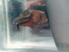 Betta Copper Smaragdina