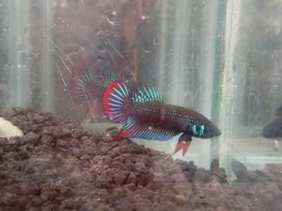 Betta Imbellis