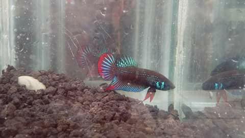Betta Imbellis