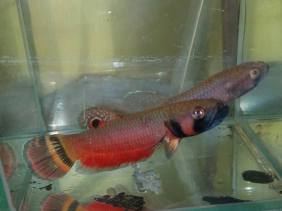 Betta Macrostoma