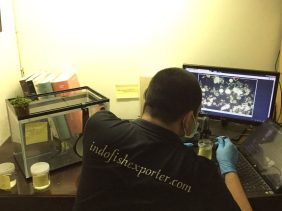 indofishexporter reasearch